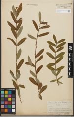 Foto von Salix purpurea subsp. amplexicaulis (Bory) C. K. Schneid.